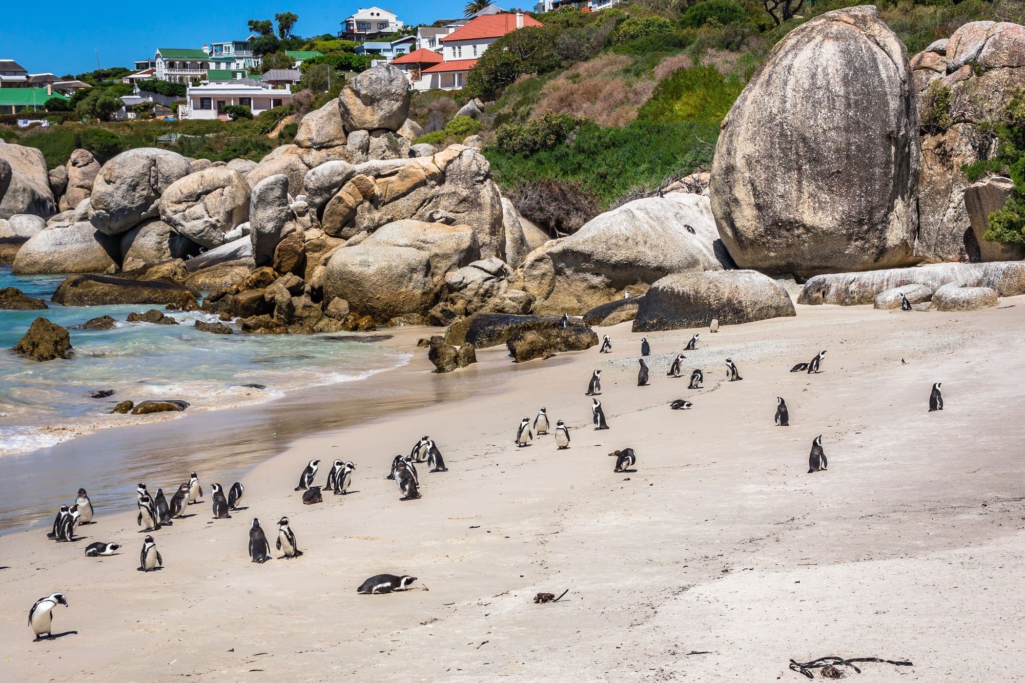 Pinguins-africanos na areia da praia de Boulders, entre grandes rochas de granito.
