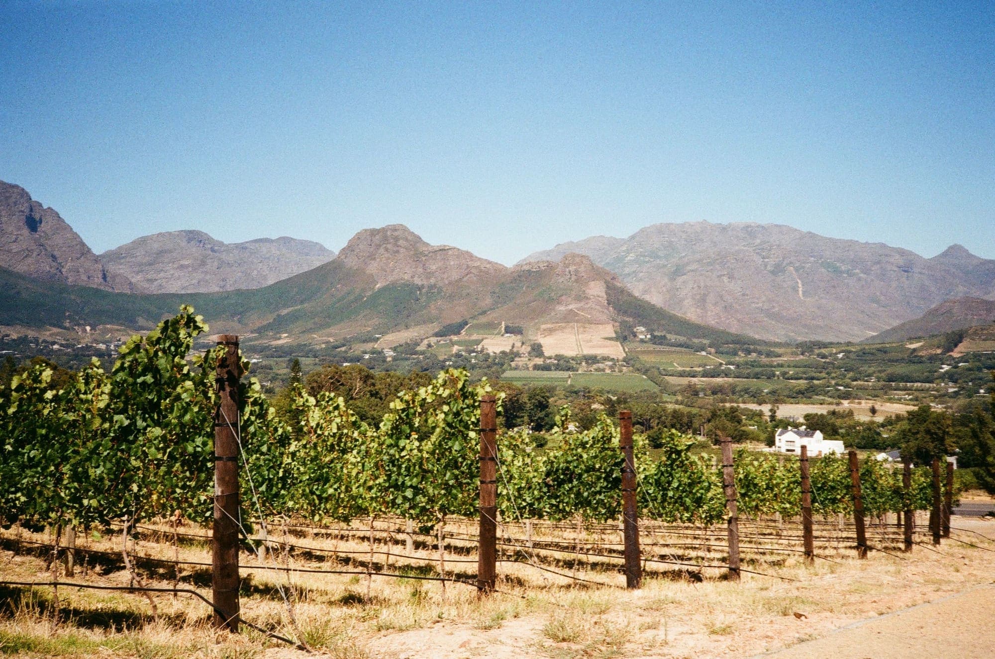 Fileiras de videiras num vinhedo de Franschhoek, com as montanhas do vale ao fundo.