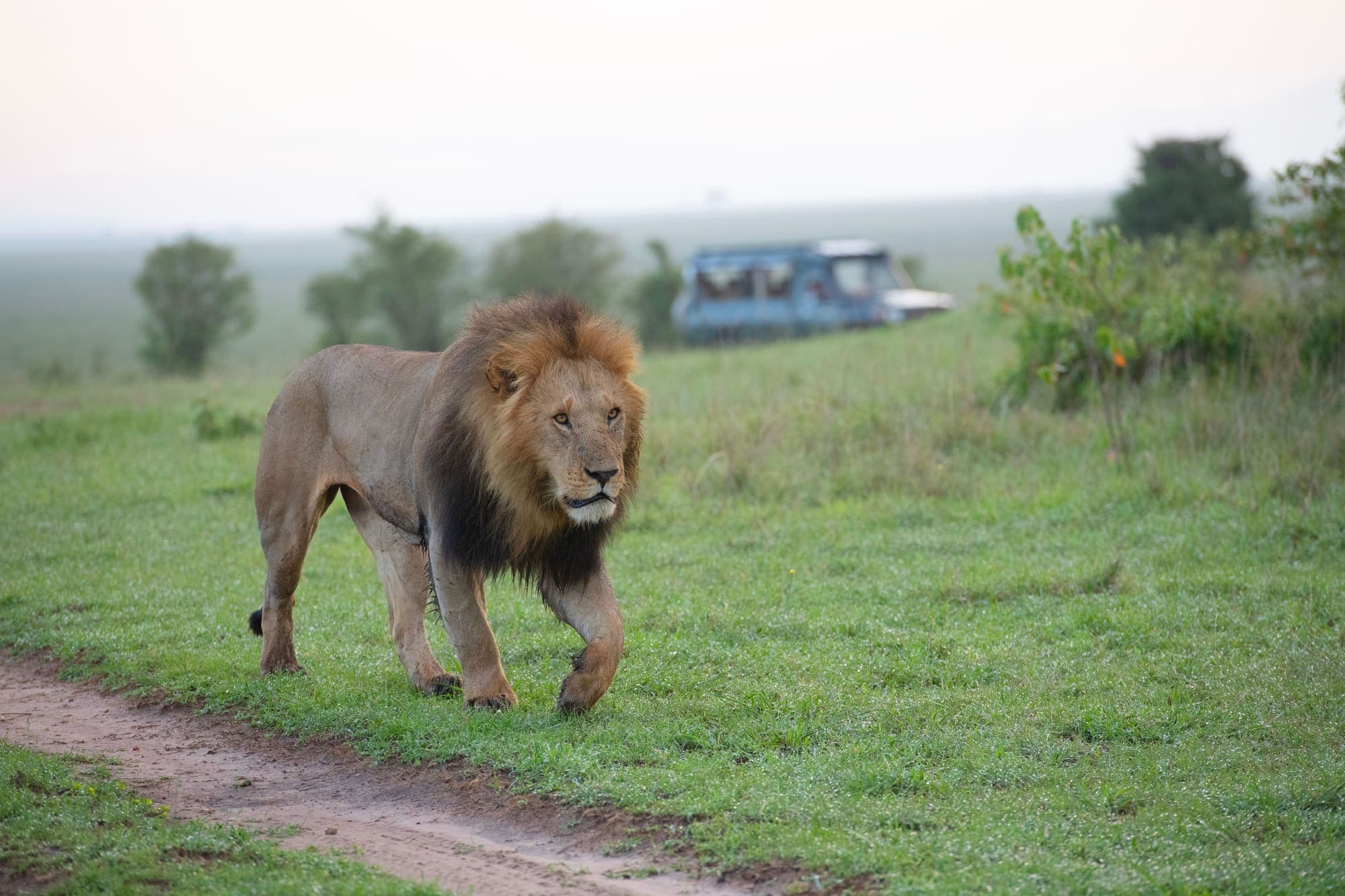 Um leão de juba escura caminhando na savana verde, com um veículo de safári ao fundo.