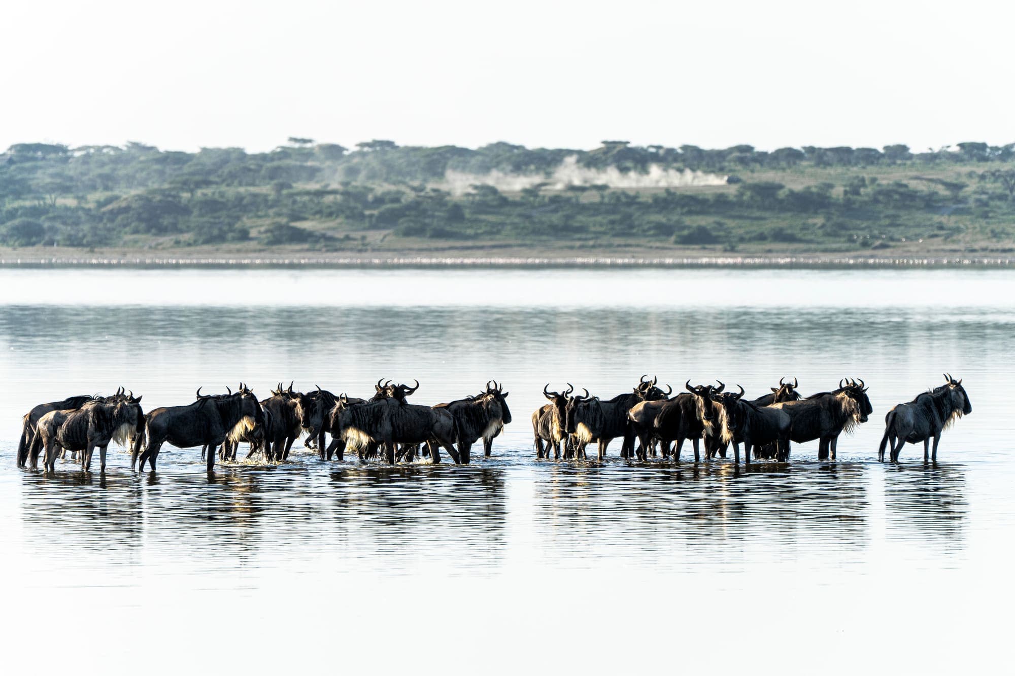 Uma manada de gnus atravessando a água na região do Mara.
