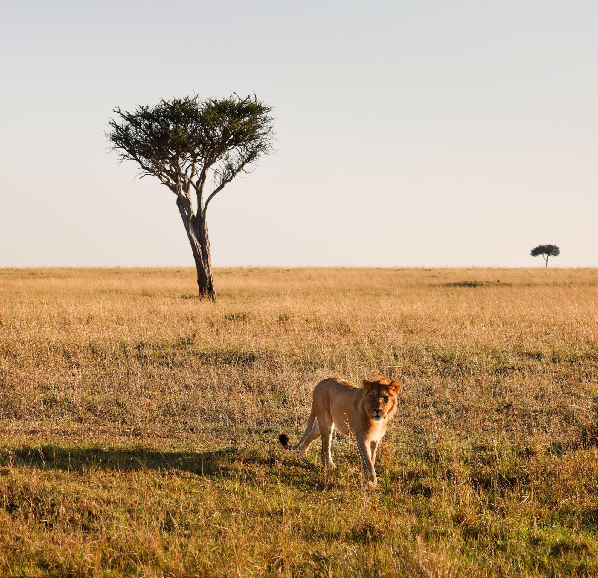 Uma leoa caminhando no capim dourado do Masai Mara, com uma acácia isolada ao fundo.