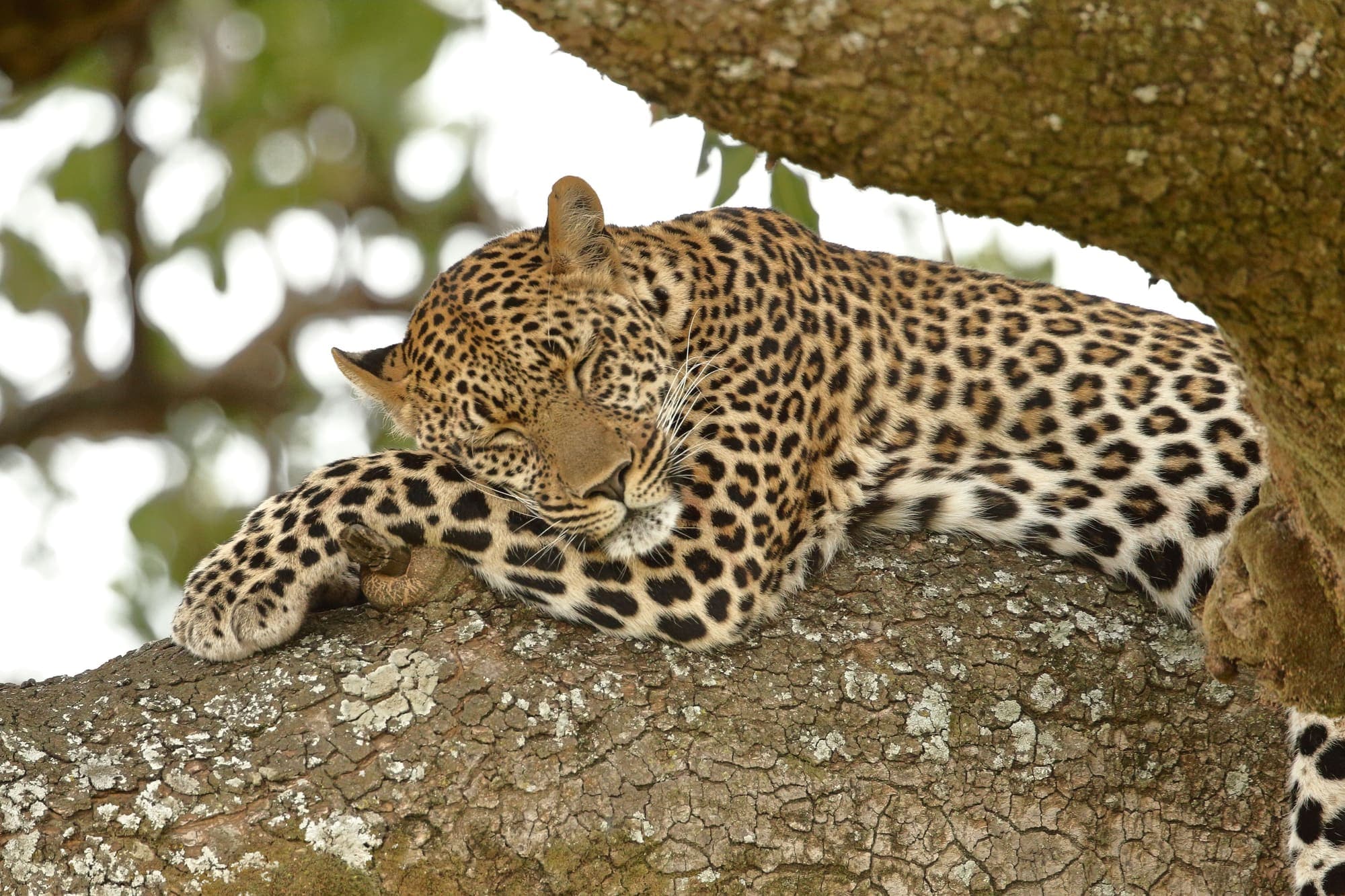 Um leopardo dormindo deitado num galho de árvore no Masai Mara.