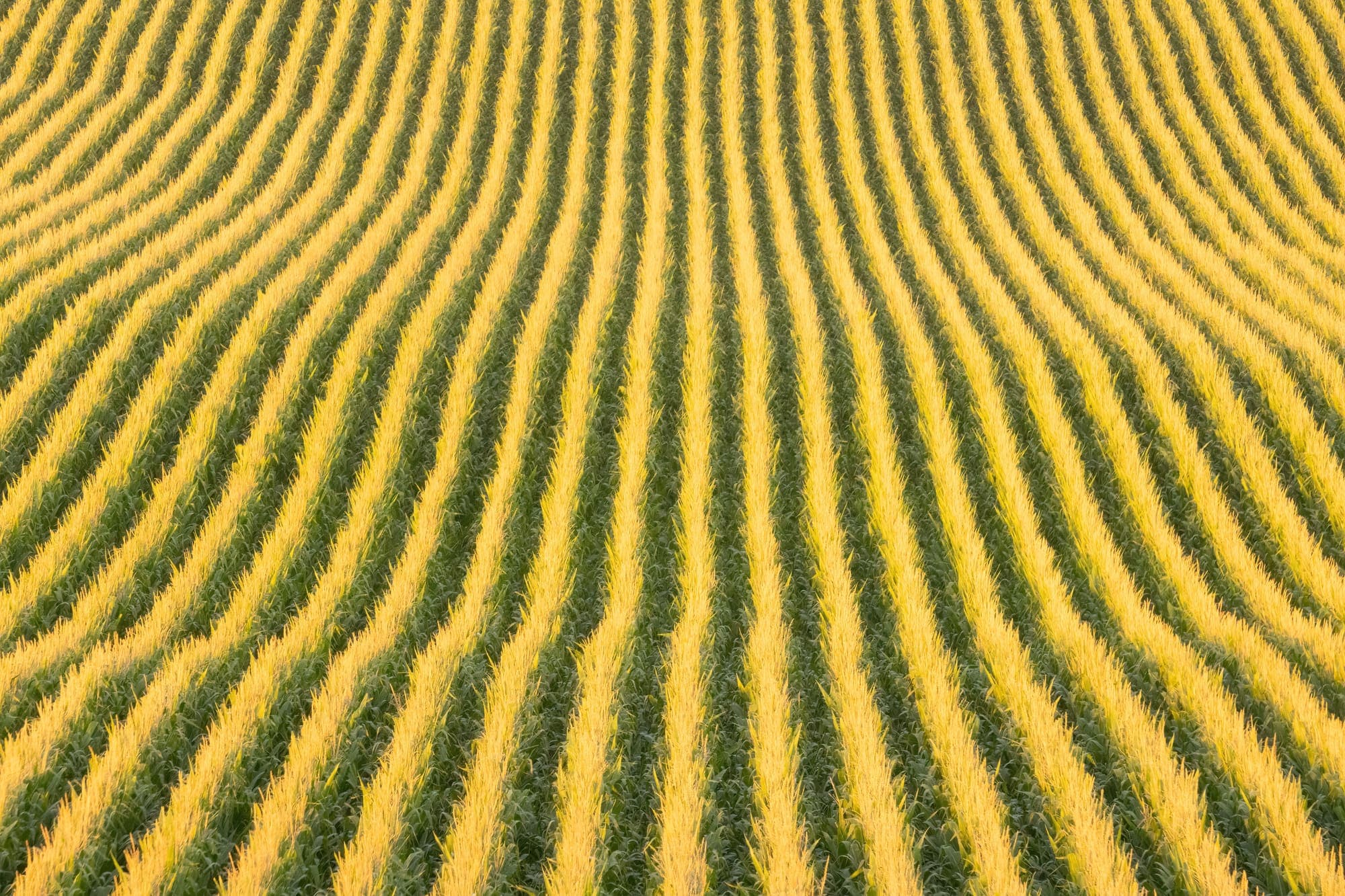 Vista aérea de uma lavoura de milho em Minnesota, com as fileiras formando curvas.